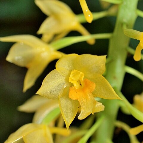 Calanthe formosana unspecified picture