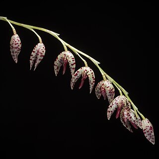 Stelis restrepioides unspecified picture