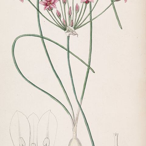 Allium chinense unspecified picture