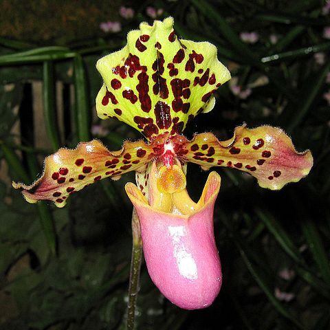 Paphiopedilum henryanum unspecified picture