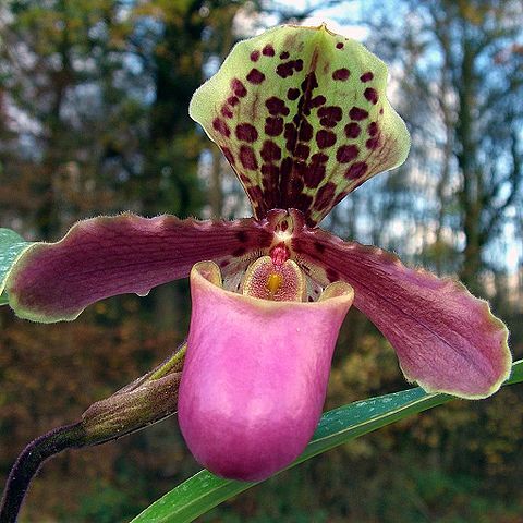 Paphiopedilum unspecified picture