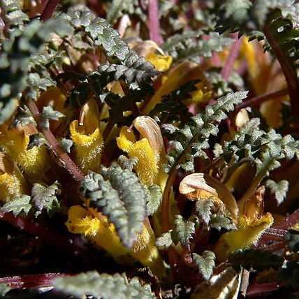 Pedicularis semibarbata unspecified picture