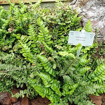 Asplenium auritum unspecified picture