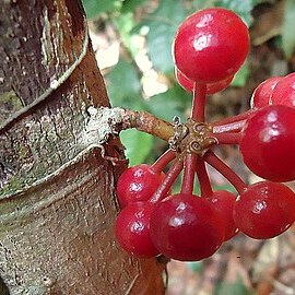 Pseudoxandra unspecified picture