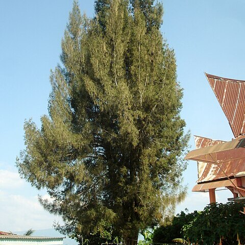 Casuarina junghuhniana unspecified picture