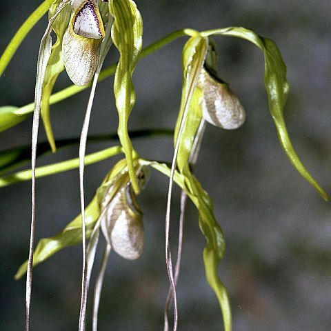 Phragmipedium unspecified picture