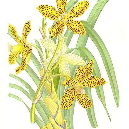 Grammatophyllum unspecified picture