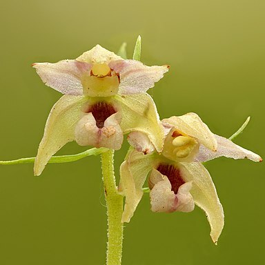 Epipactis helleborine subsp. orbicularis unspecified picture