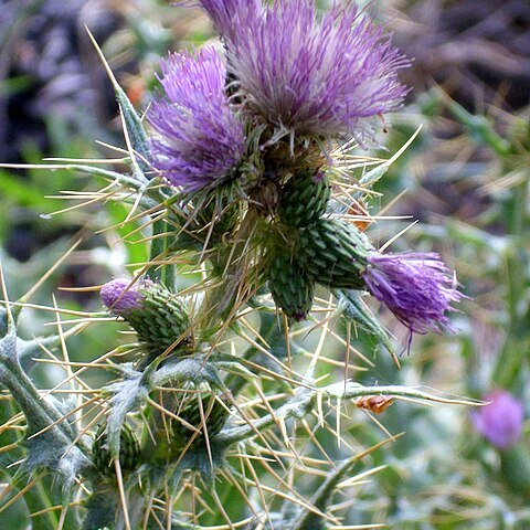 Cirsium pyrenaicum unspecified picture