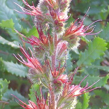 Echium flavum unspecified picture