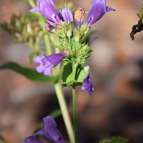 Penstemon azureus unspecified picture