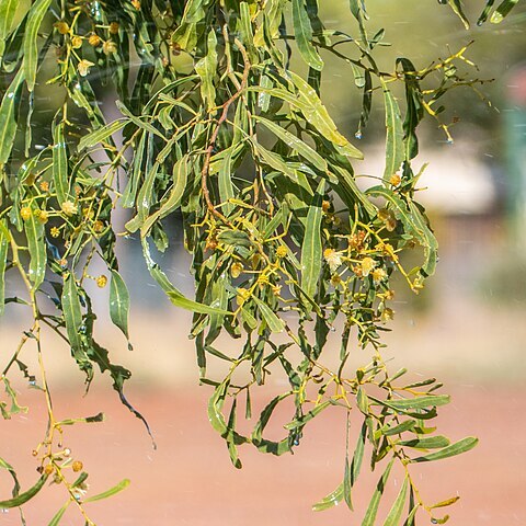 Acacia ampliceps unspecified picture