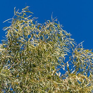 Acacia ampliceps unspecified picture