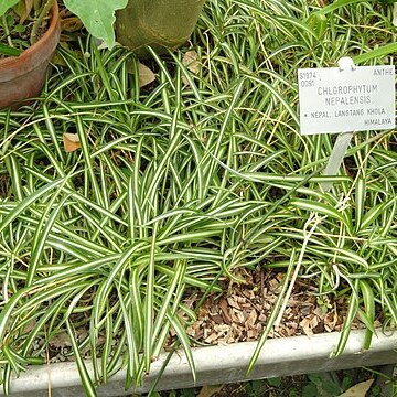 Chlorophytum nepalense unspecified picture