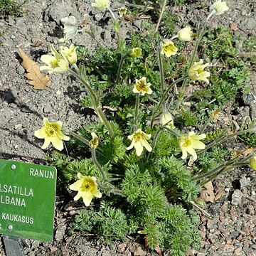 Pulsatilla albana unspecified picture