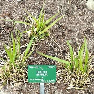 Festuca drymeja unspecified picture