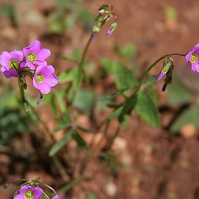 Oxalis dehradunensis unspecified picture