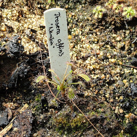 Drosera affinis unspecified picture