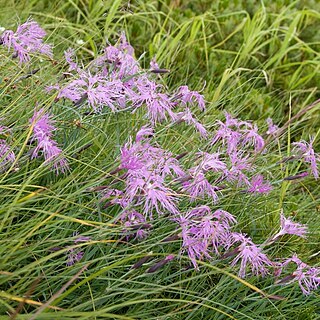 Dianthus superbus subsp. alpestris unspecified picture