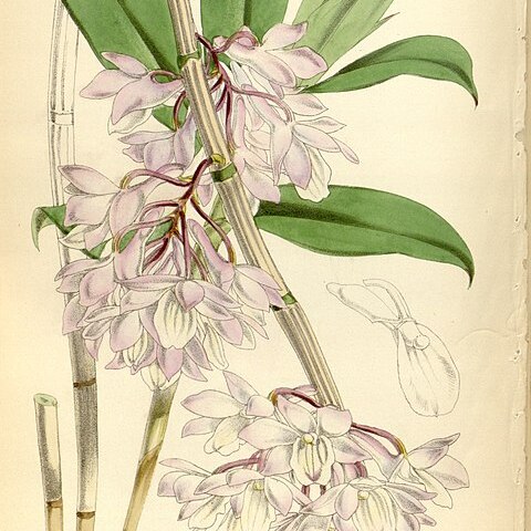 Dendrobium cumulatum unspecified picture