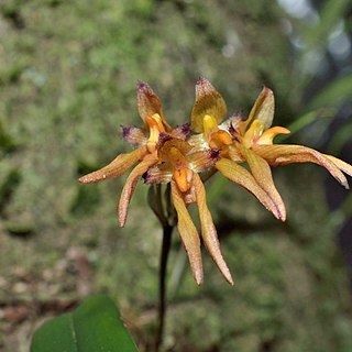 Bulbophyllum omerandrum unspecified picture