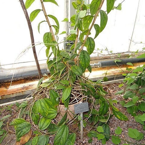 Passiflora jatunsachensis unspecified picture