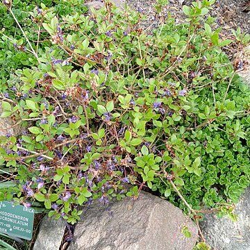 Rhododendron mucronulatum unspecified picture