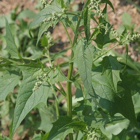 Chenopodium hybridum unspecified picture