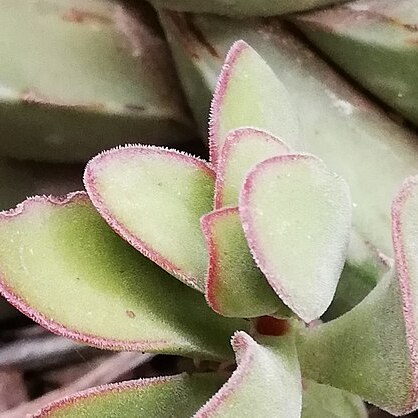 Crassula atropurpurea var. muirii unspecified picture