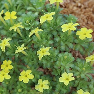 Dionysia diapensiifolia unspecified picture