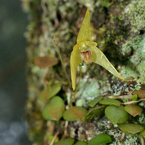 Bulbophyllum drymoglossum unspecified picture