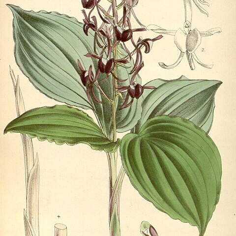 Liparis atropurpurea unspecified picture