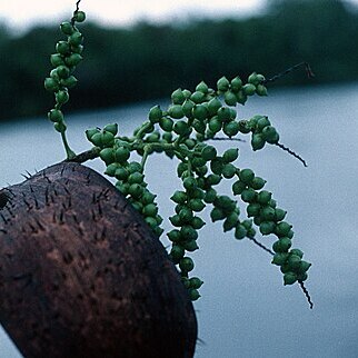 Desmoncus horridus subsp. palustris unspecified picture