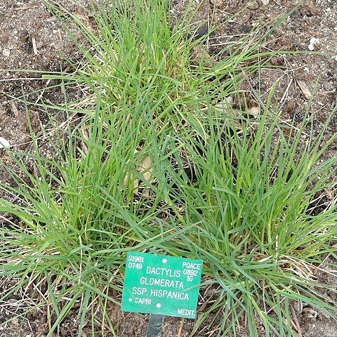 Dactylis glomerata subsp. hispanica unspecified picture