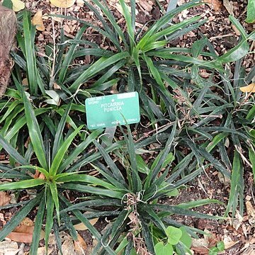 Pitcairnia punicea unspecified picture