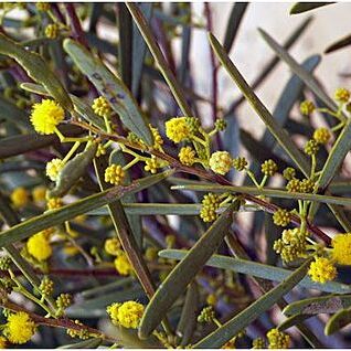 Acacia ligulata unspecified picture