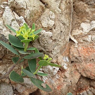 Wikstroemia uva-ursi unspecified picture