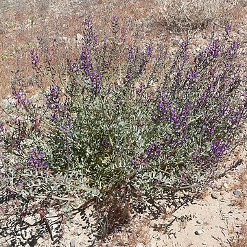 Astragalus lentiginosus var. fremontii unspecified picture