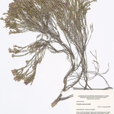 Calytrix nematoclada unspecified picture