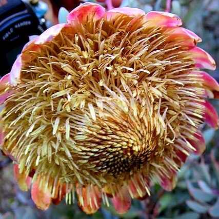 Protea sulphurea unspecified picture