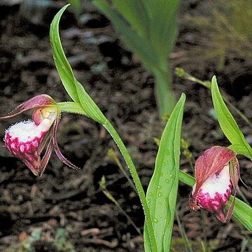 Cypripedium arietinum unspecified picture