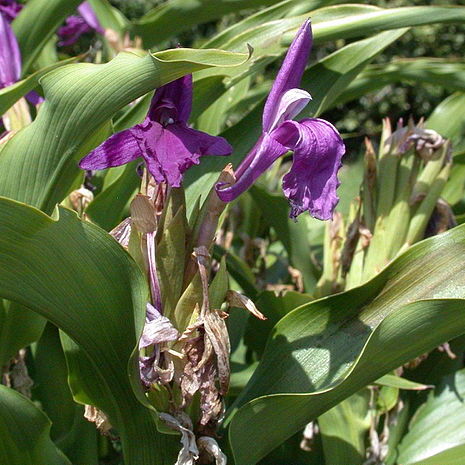 Roscoea unspecified picture