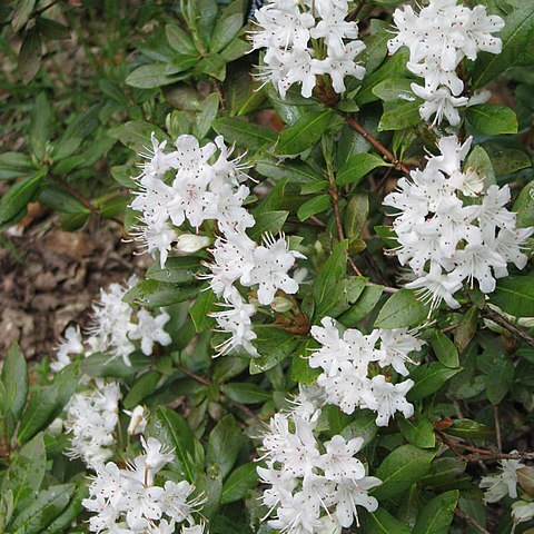 Rhododendron hanceanum unspecified picture