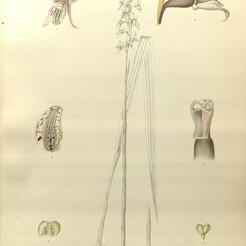 Pachystoma unspecified picture