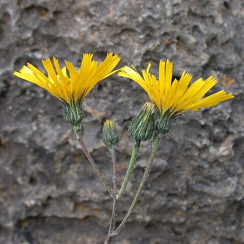 Hieracium promontoriale unspecified picture