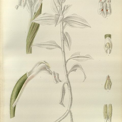 Herpysma longicaulis unspecified picture