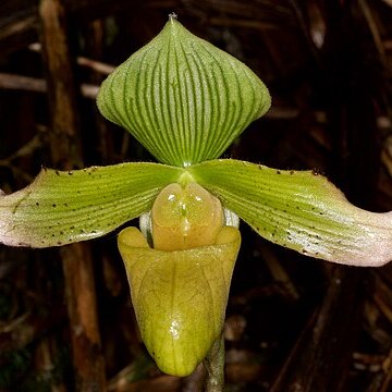 Paphiopedilum javanicum var. virens unspecified picture