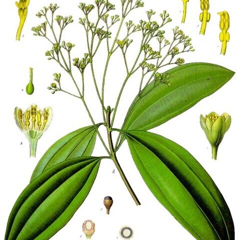 Cinnamomum cassia unspecified picture