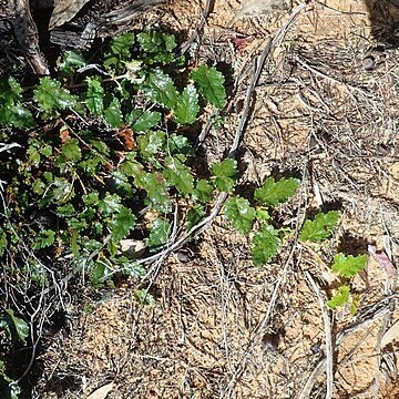 Androcalva procumbens unspecified picture