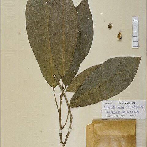 Actephila excelsa unspecified picture